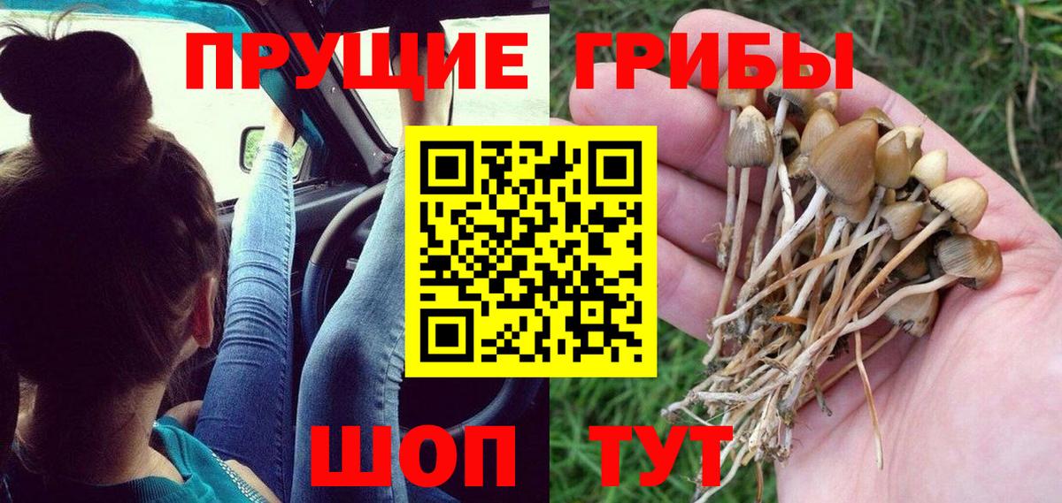 Новый Уренгой  Псилоцибиновые грибы прущие грибы  Вход с VPN  Псилоцибиновые грибы мицелий 